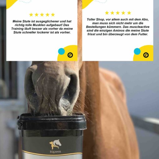 Muskelaufbau Pferd