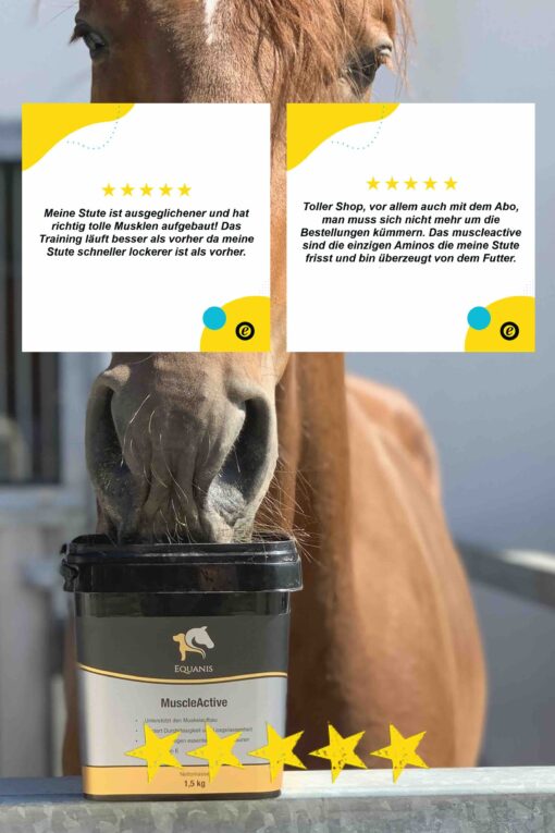 Muskelaufbau Pferd