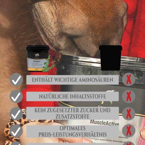 Muskelaufbau Pferd