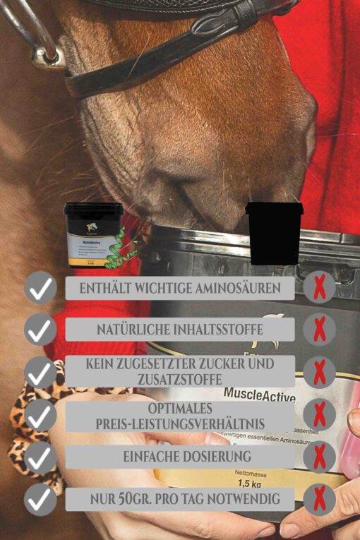 Muskelaufbau Pferd