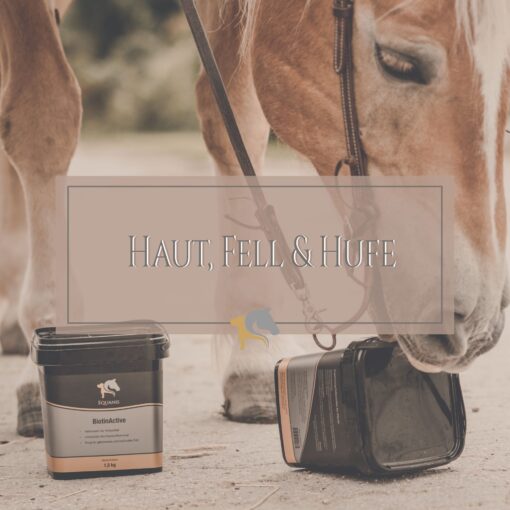 Haut, Fell und Hufe