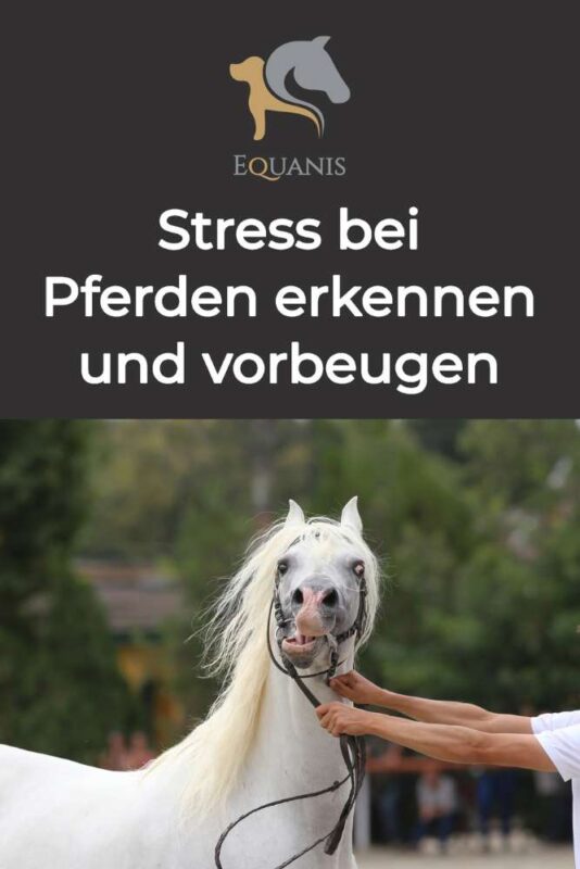 stress pferd