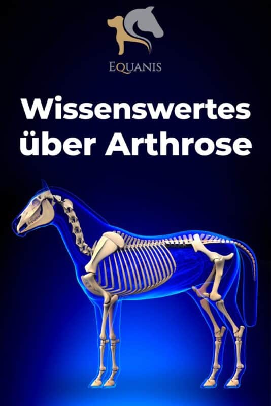 Arthrose pferd
