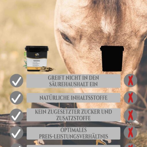 Magengeschwüre Pferd