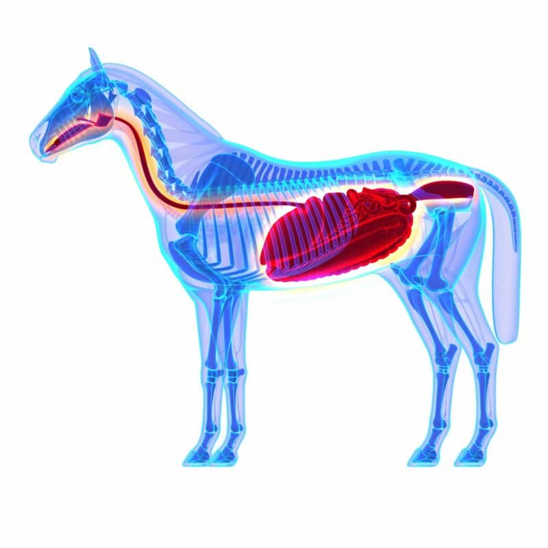 magen pferd