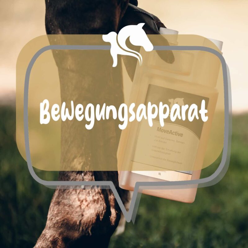 Bewegungsapparat